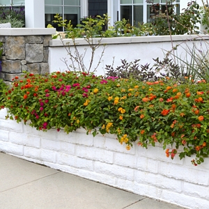Lantana Bloomify Collection